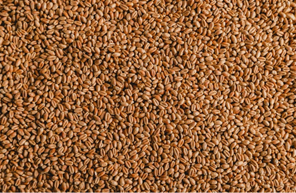 Srour Launches Organic Tahini Range for European Market